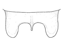   Anthidium collectum  male, diagram showing dorsal view of seventh tergum (T7), diagram from Gonzalez and Griswold 2013 
